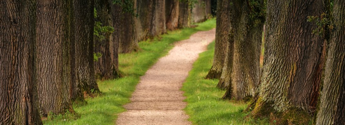 pathway of trees during daytime